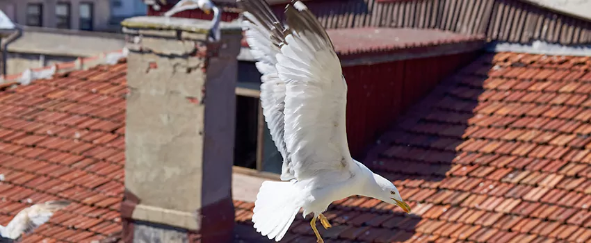 Residential Chimney Animal Removal Solution in McDonough, GA